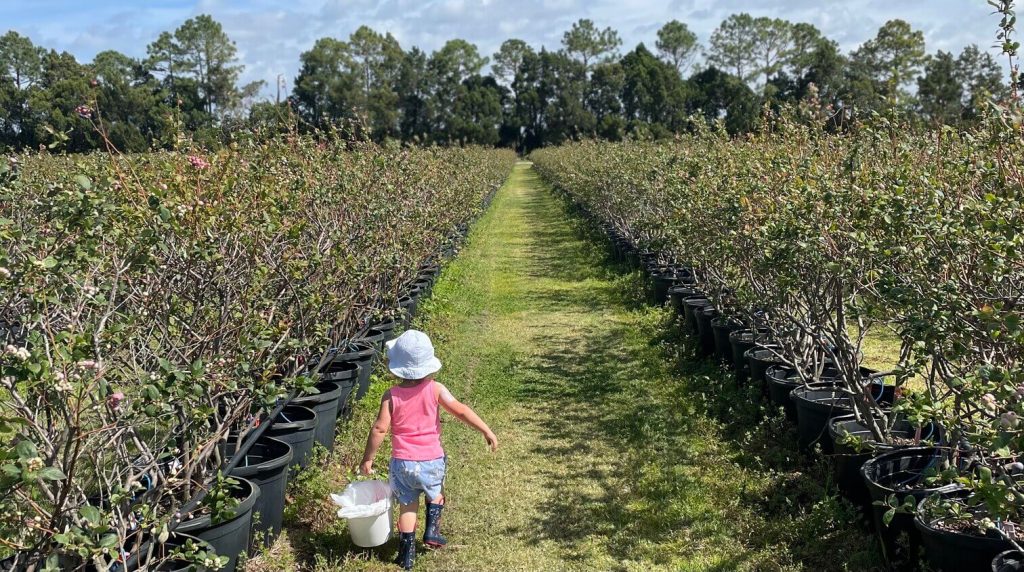 Albritton Fruit Picking With Kids