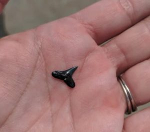 Amelia Island Shark Tooth