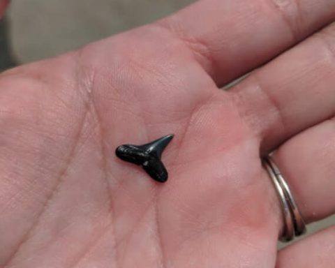 Amelia Island Shark Tooth