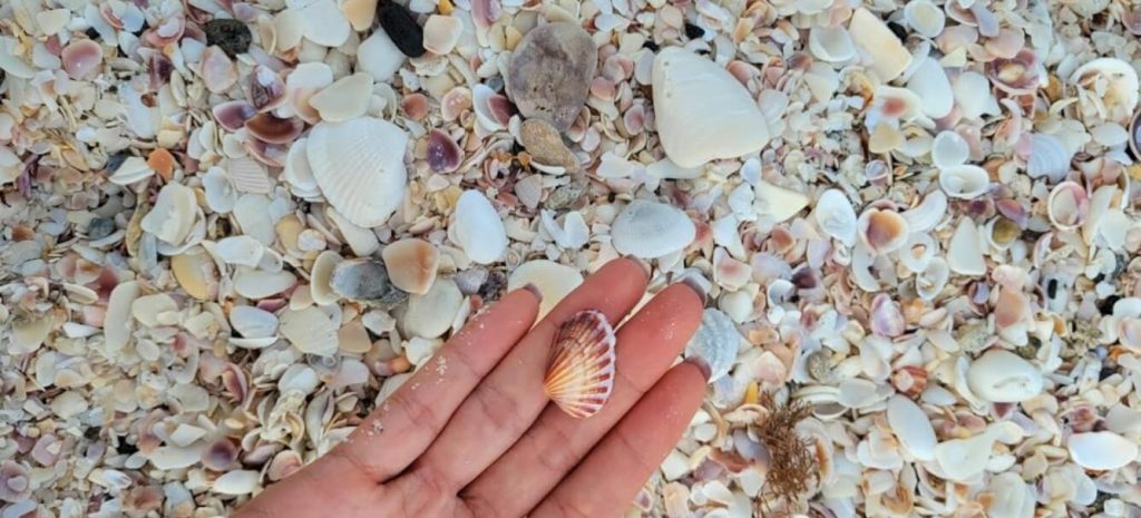Nokomis Beach Sea Shells