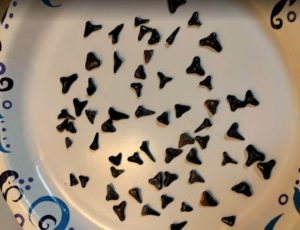 Shark Teeth from Blind Pass Beach