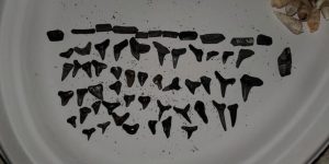 Shark Teeth from Stump Pass Beach State Park